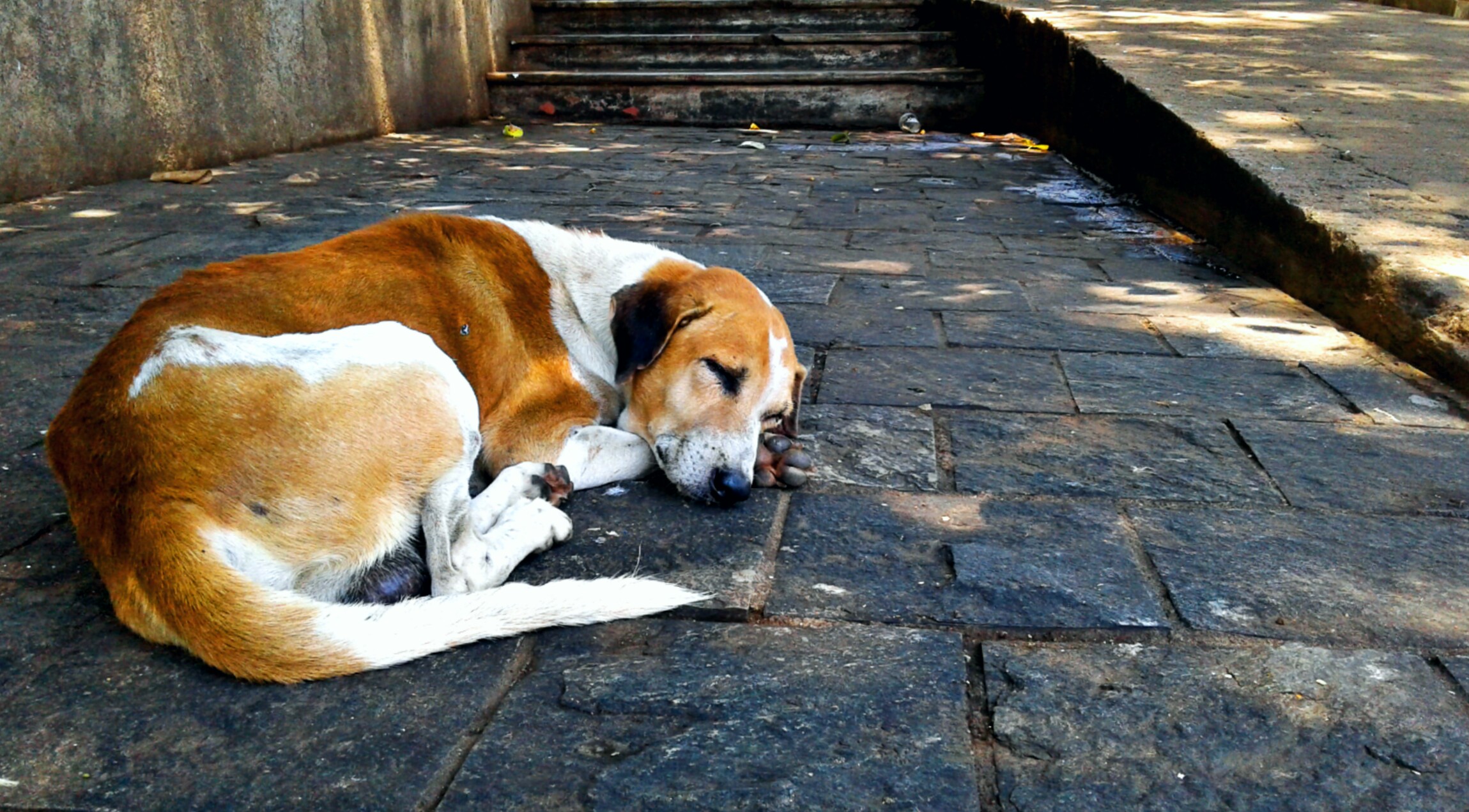 Обложка Sleeping Dogs — база для вселенной Triad Wars
